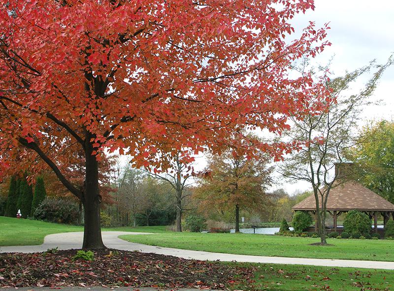 Large tree with red leaves near gazebo with pond