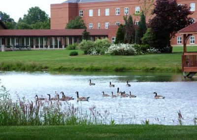 Geese swimming in a pond with a large building behind it