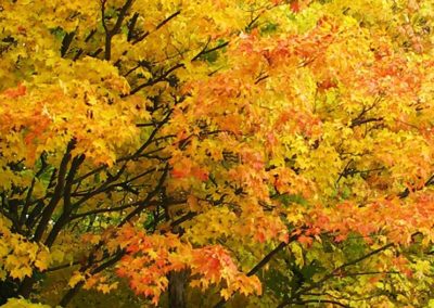 Yellow and orange leaves on a tree